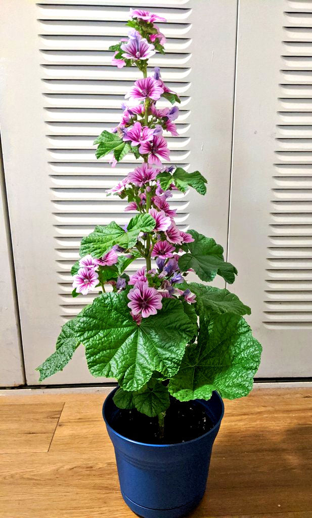 Mallow 'Zebrina' – 70 seeds (Malva Sylvestris)