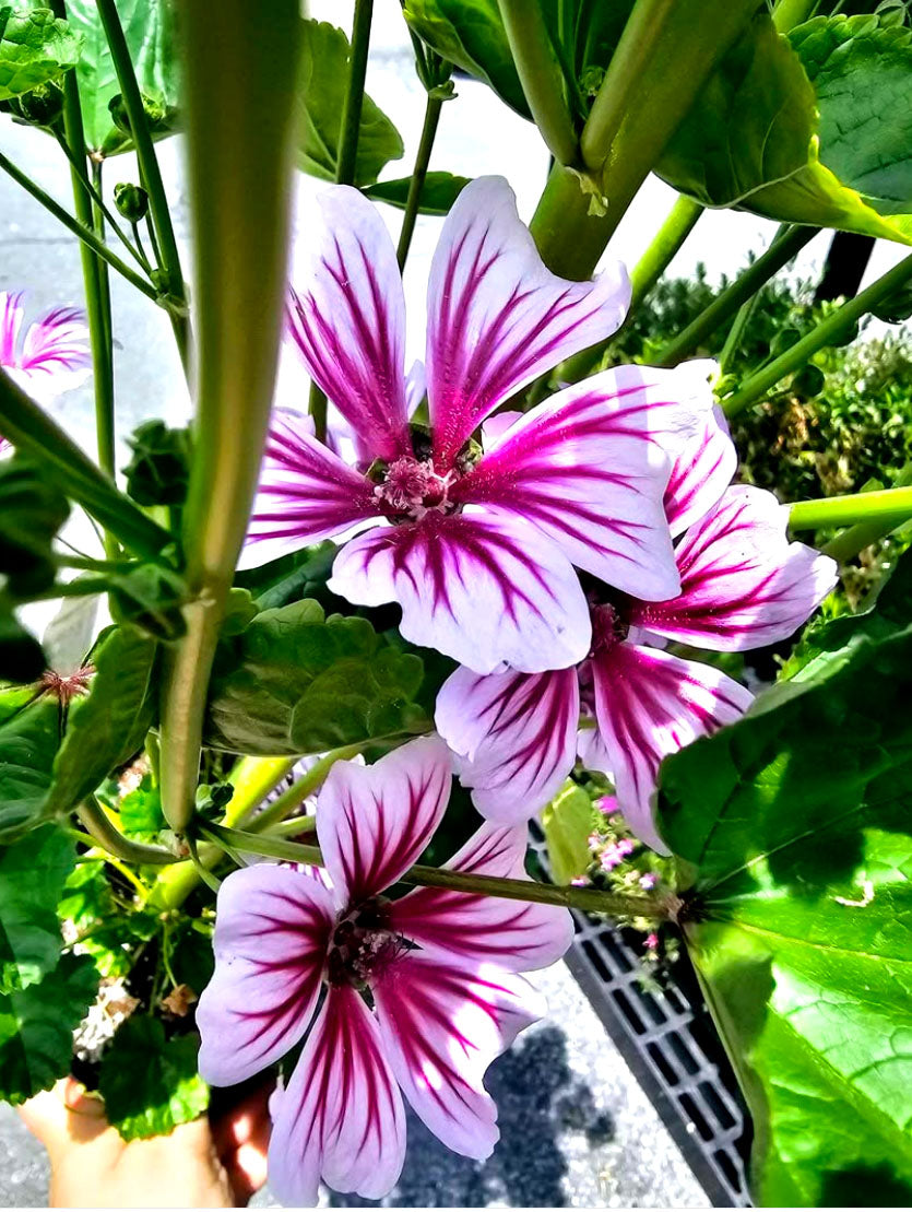 Mallow 'Zebrina' – 70 seeds (Malva Sylvestris)