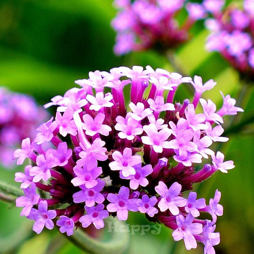 Purpletop Vervain - 1000 seeds (Verbena bonariensis)