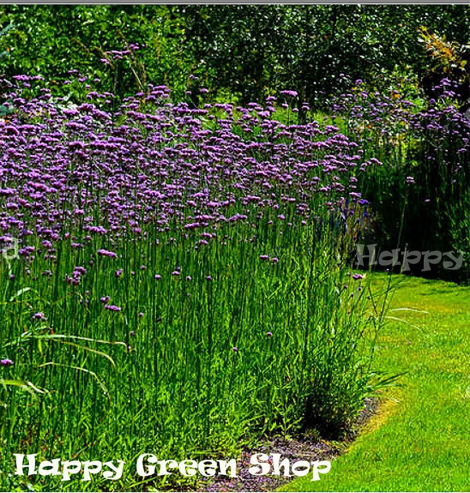 Purpletop Vervain - 1000 seeds (Verbena bonariensis)
