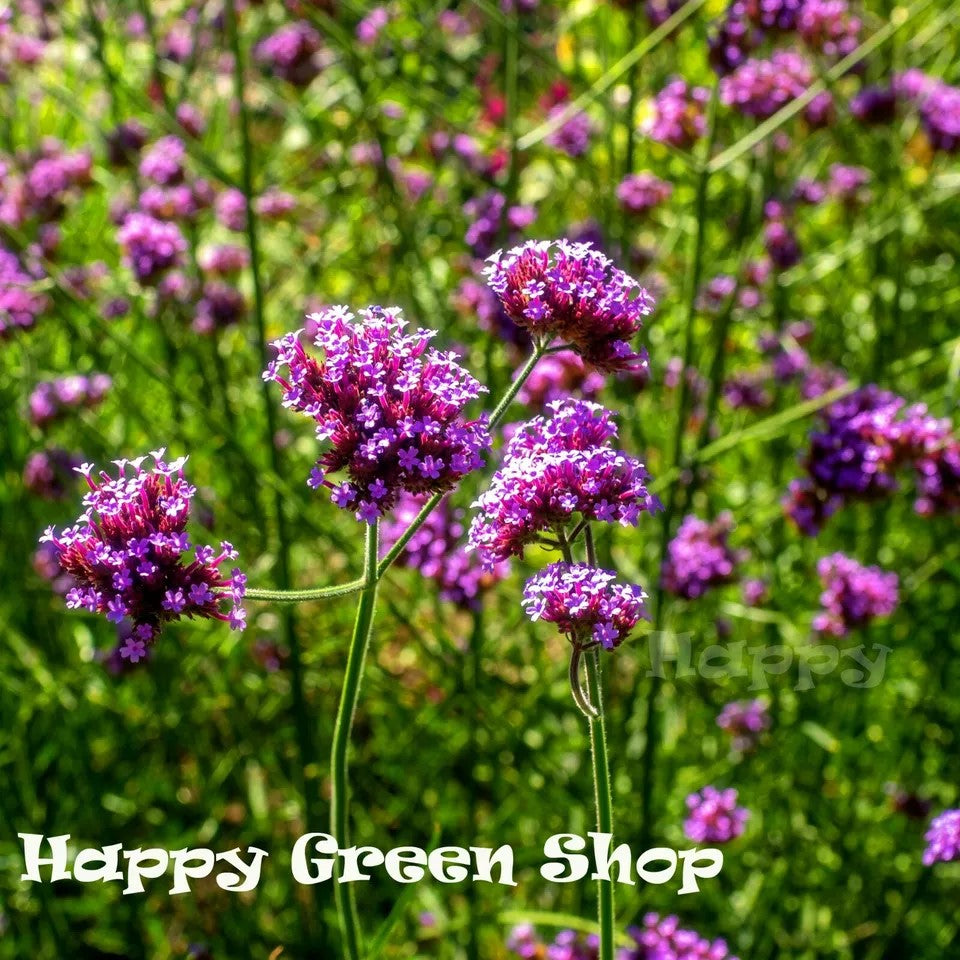 Purpletop Vervain - 1000 seeds (Verbena bonariensis)