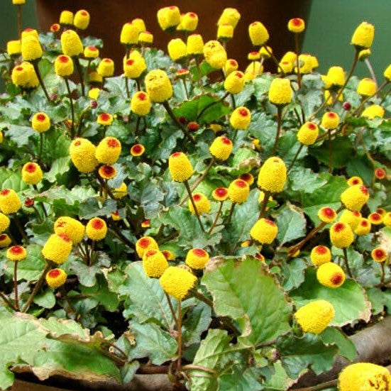 Toothache plant 'Bull's eye' - 400 seeds (Spilanthes acmella)