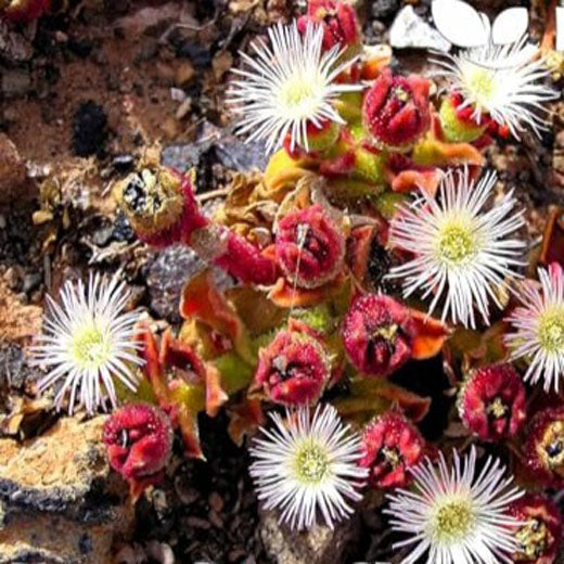 Crystalline Ice Plant - 700 seeds (Mesembryanthemum crystallinum)