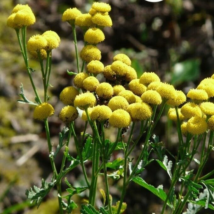 Golden Buttons `Tansy` - 3000 seeds (Tanacetum vulgare)