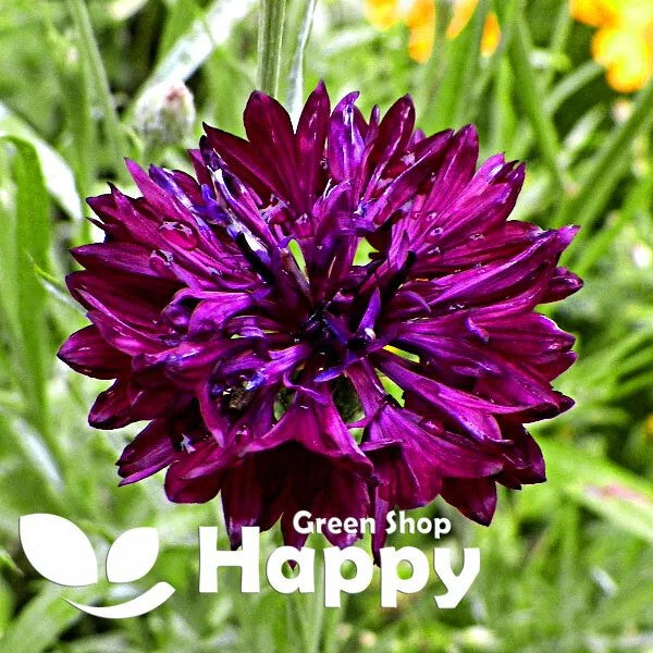 Cornflower double 'Black Ball'- 500 seeds (Centaurea Cyanus)