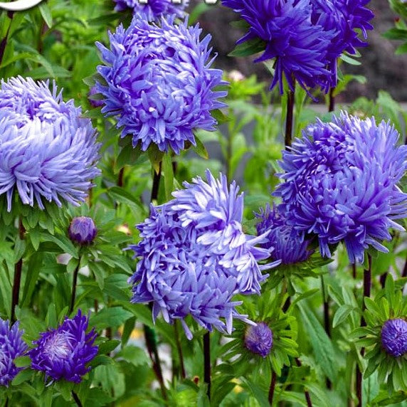 Aster 'Pavlova' Deep blue - 200 seeds (Callistephus chinensis)