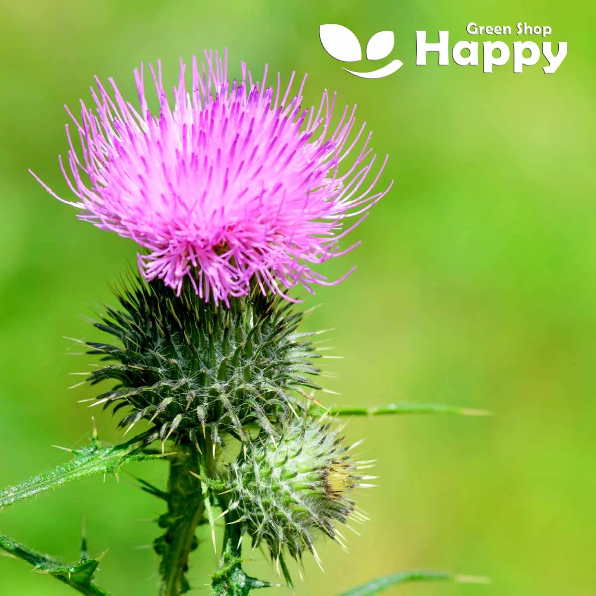 Milk Thistle - 30 seeds (Silybum Marianum)