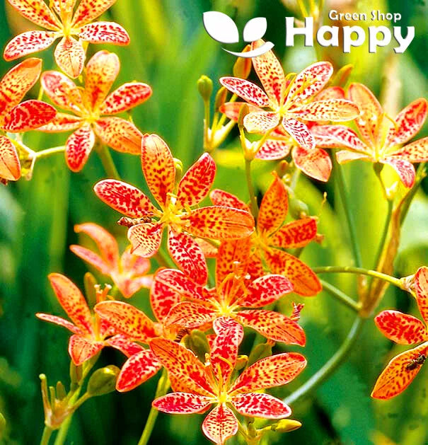 Blackberry lilly - 12 seeds (Belamcanda chinensis)