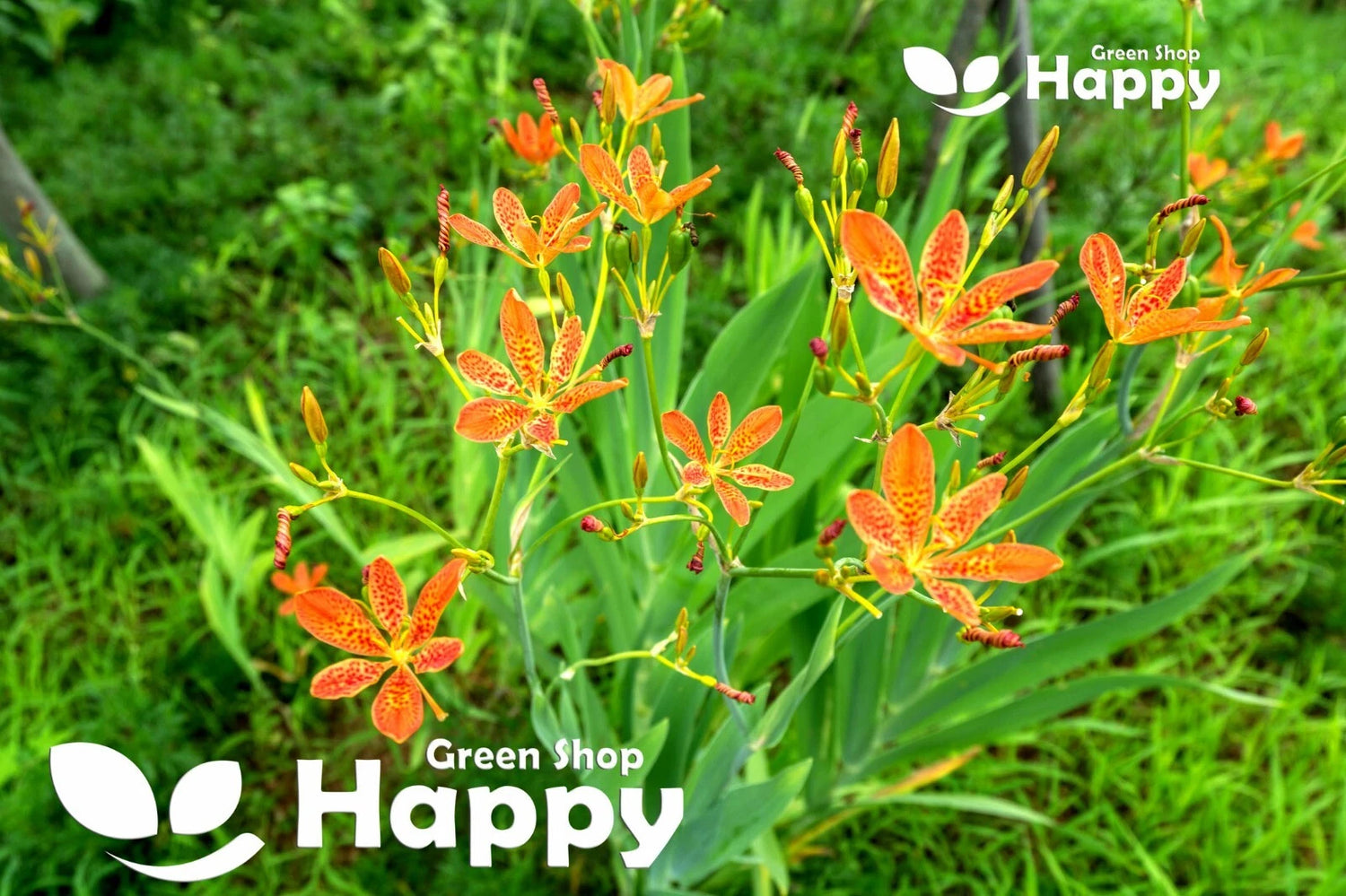 Blackberry lilly - 12 seeds (Belamcanda chinensis)
