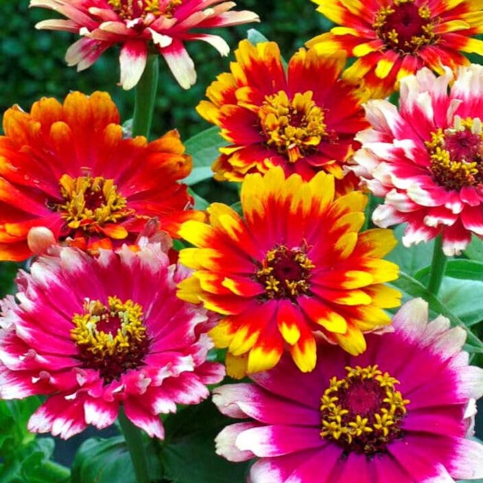 Dwarf Zinnia 'Swirls' - 200 seeds (Zinnia elegans)