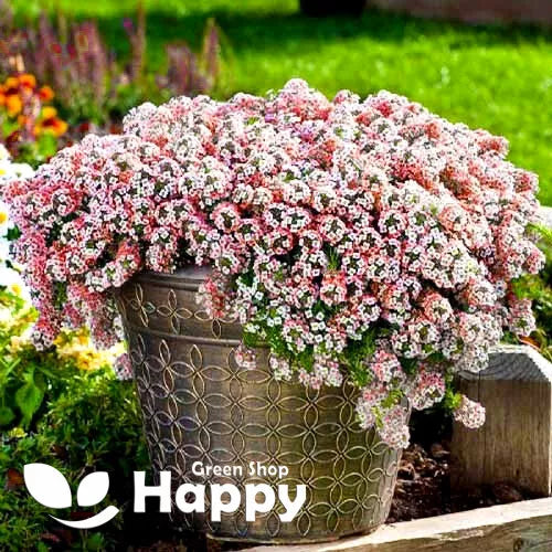 Sweet Alyssum 'Paletta' Salmon - 500 seeds (Lobularia maritima)