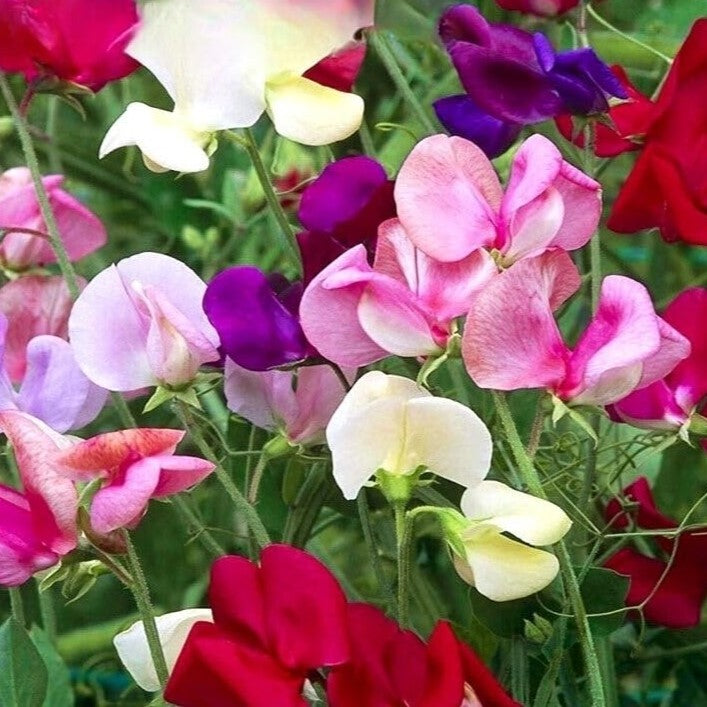 Sweet Pea Colorama mix - 30 seeds (Lathyrus odoratus)