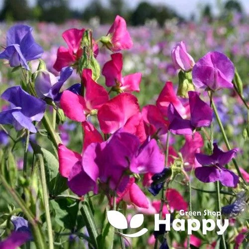 Sweet Pea Colorama mix - 30 seeds (Lathyrus odoratus)