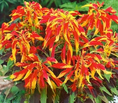 Amaranth Tricolor 'Flaming Fountain' - 100 seeds (Amaranthus)