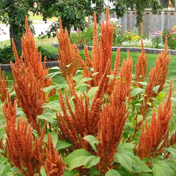 Amaranthus Brown 'Hot Biscuits' - 400 seeds (Amaranthus cruentus)