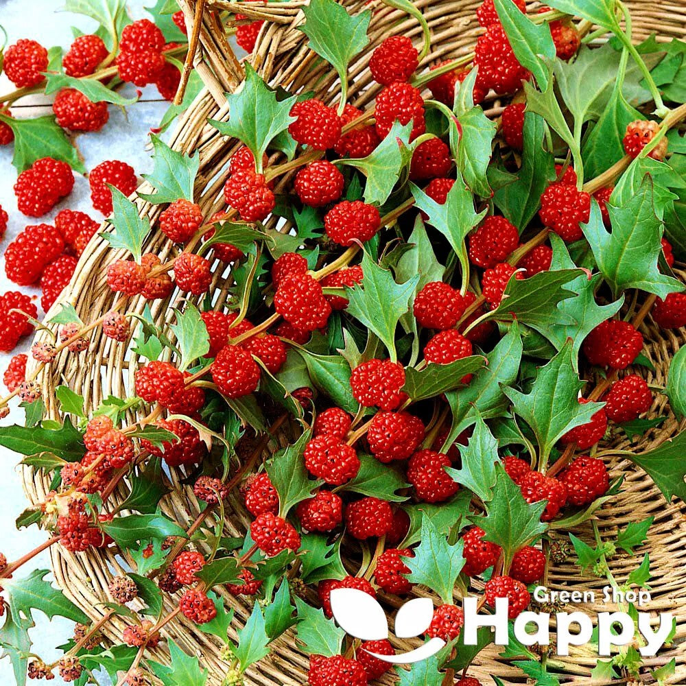 Strawberry Stick - 100 seeds (Chenopodium foliosum)
