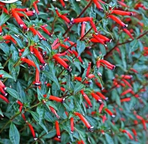 Dwarf Cigar Plant - 20 seeds (Cuphea ignea)