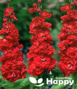 Dwarf Stock Ten Week Scarlet - 100 seeds (Matthiola Incana)