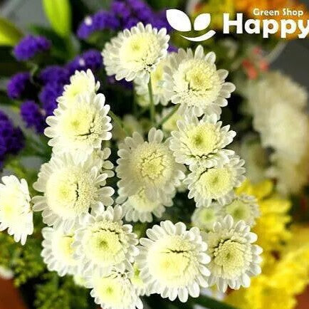 White Stars Dwarf - 1000 seeds (Chrysanthemum parthenium)