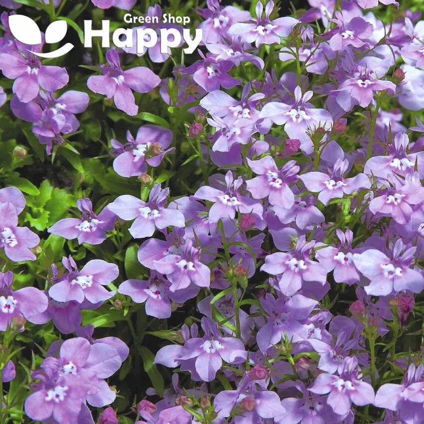 Lobelia 'Twilight' Lilac - 4500 seeds (Lobelia erinus)