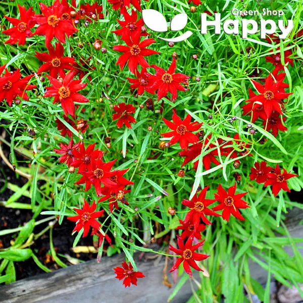 Coreopsis Amulet Red - 700 seeds (Coreopsis tinctoria)