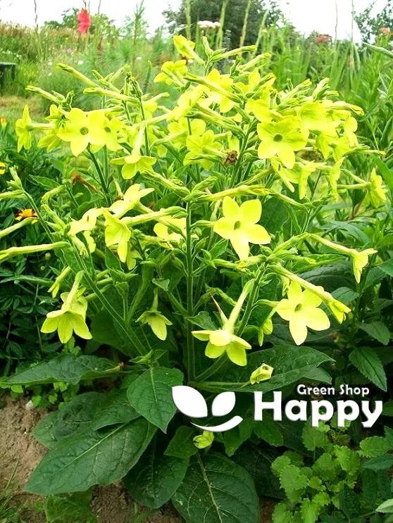 Flowering Tobacco `Lime Green` - 2000 seeds (Nicotiana alata)