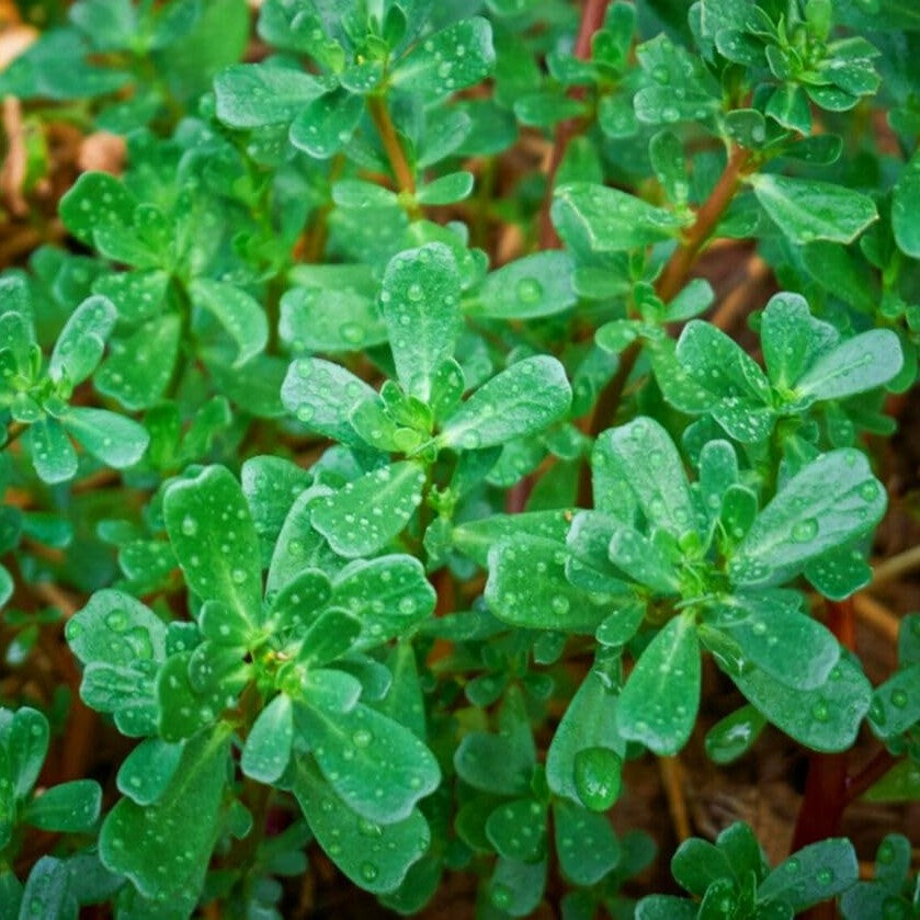 Green Purslane - 2000 seeds (Portulaca oleracea sativa)