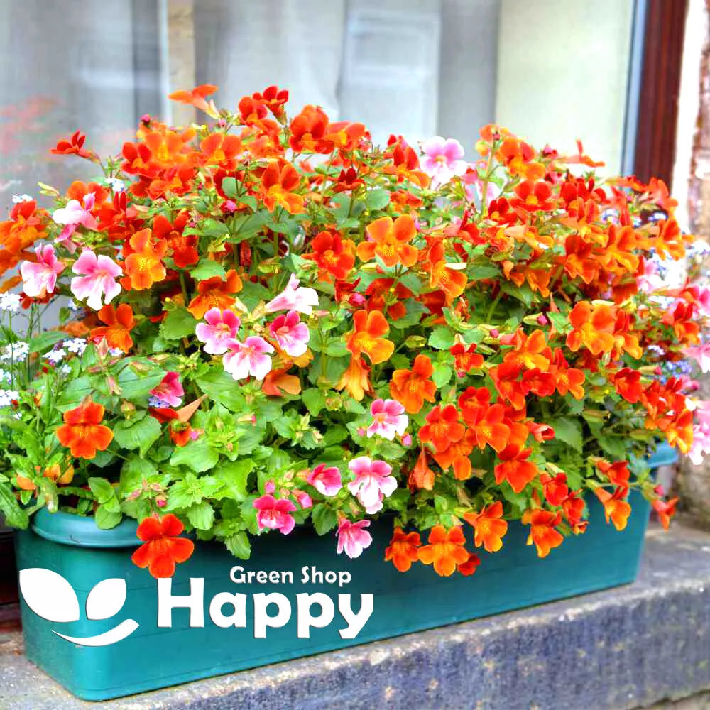 Nemesia 'Prince' Orange - 1000 seeds (Nemesia strumosa)