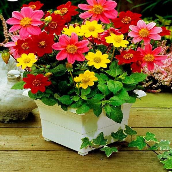 Dahlia Piccolo Single Mignon - 60 seeds (Dahlia variabilis)