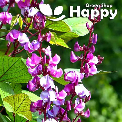 Hyacinth Bean - 10 seeds (Dolichos lablab)