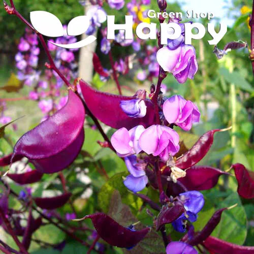 Hyacinth Bean - 10 seeds (Dolichos lablab)