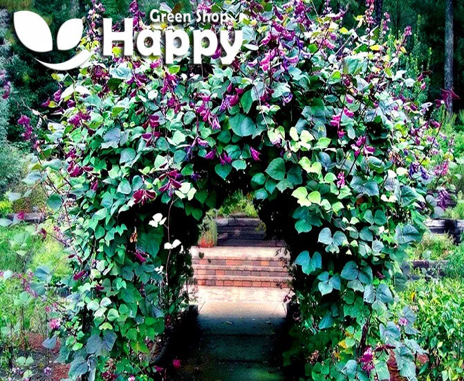 Hyacinth Bean - 10 seeds (Dolichos lablab)