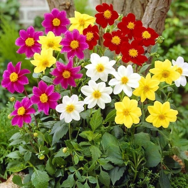 Dahlia 'Mignon Coltness' - 120 seeds (Dahlia variabilis)