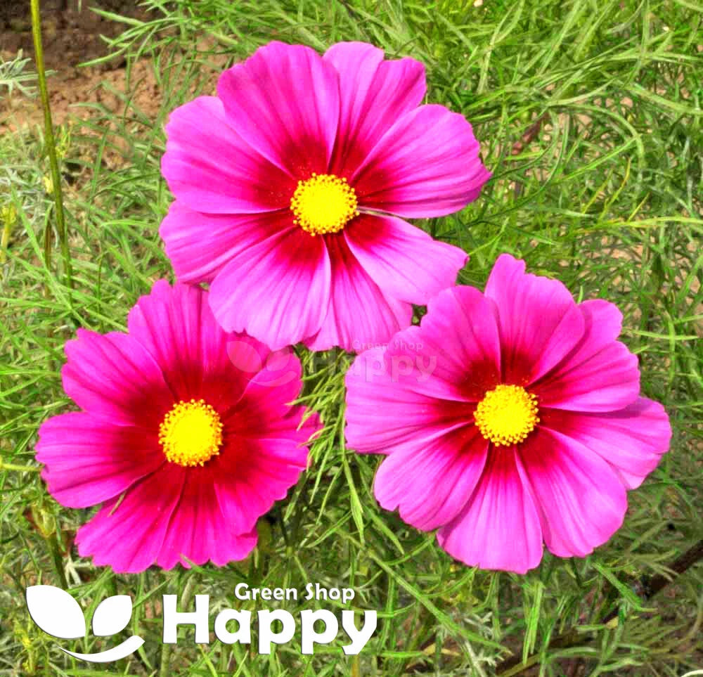 Cosmos 'Radiance' - 300 seeds (Cosmos Bipinnatus)