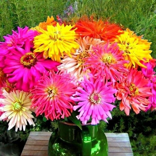 Zinnia Burpeeana Giants Mix - 200 seeds (Zinnia elegans)