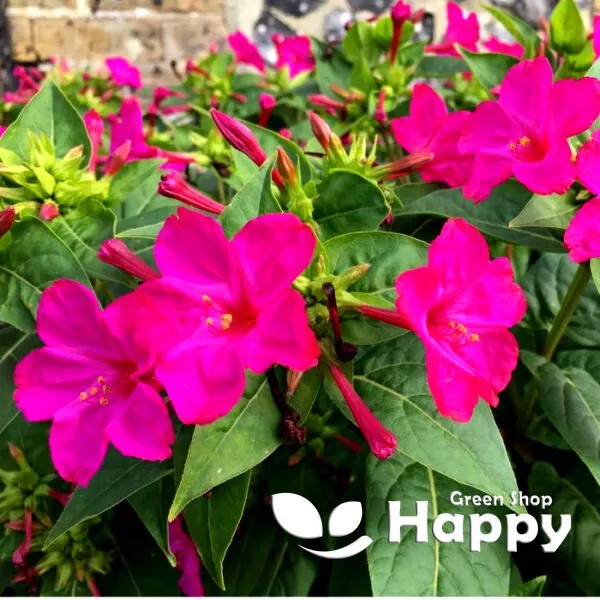 Four O'clock Flower Violet - 45 seeds (Mirabilis Jalapa)
