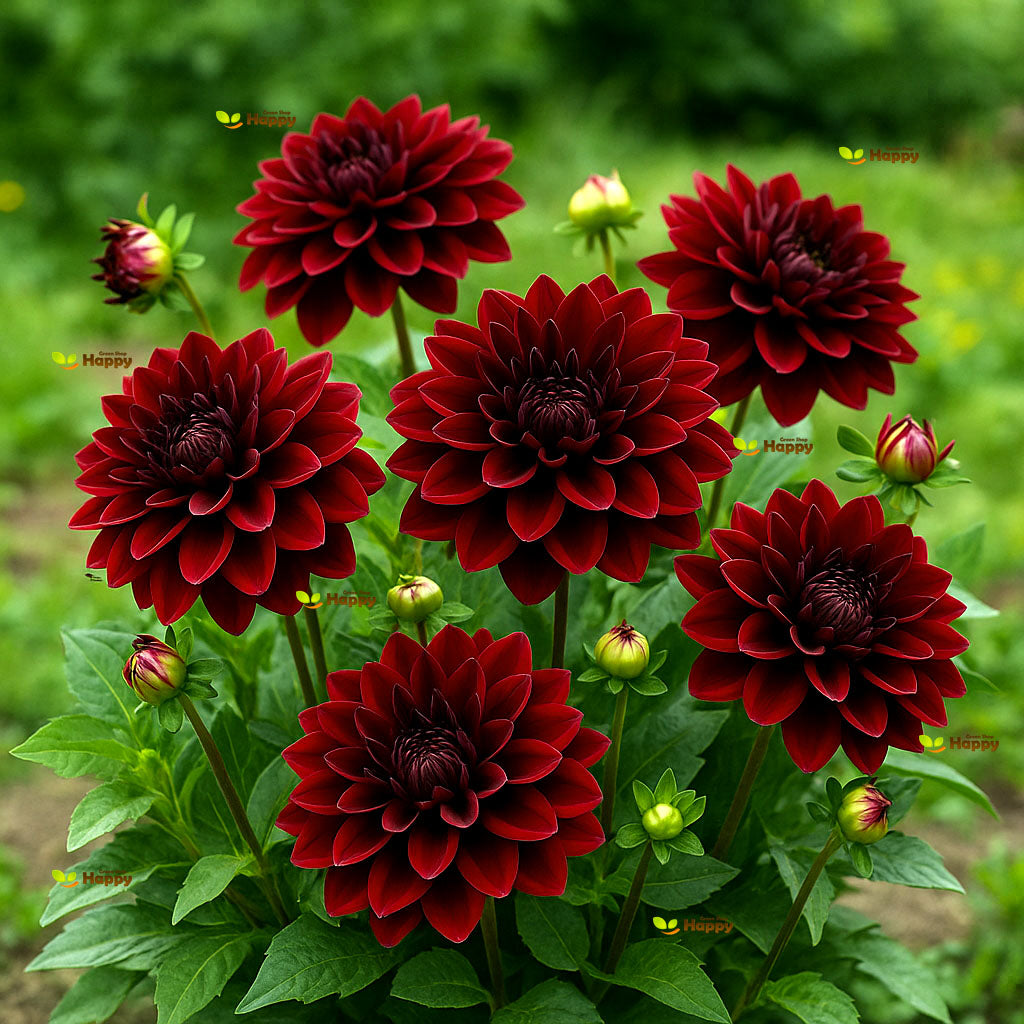 Dahlia 'Bloody Mary' - 60 seeds (Dahlia variabilis)