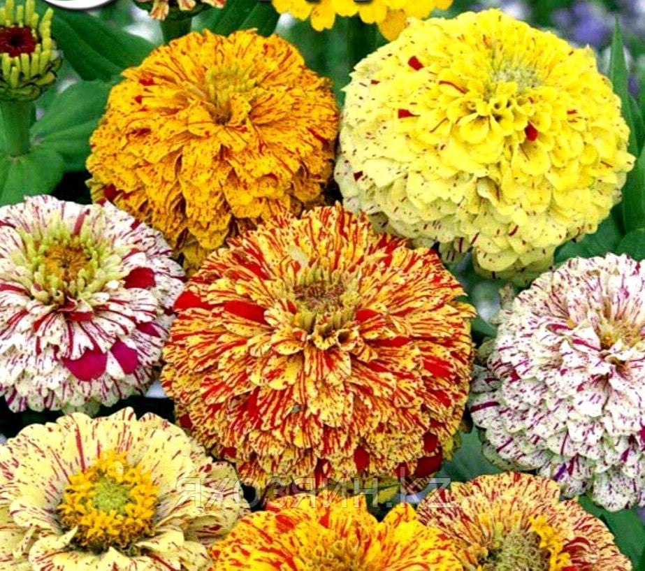 Zinnia Dahlia 'Bonbon Mix' - 100 seeds (Zinnia elegans)