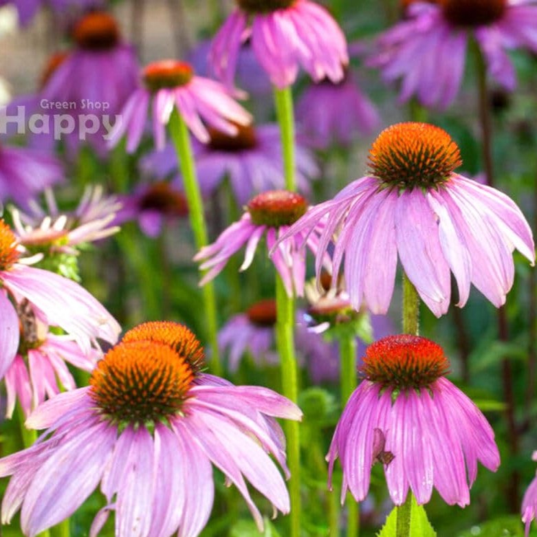 Purple Coneflower 'Starlight' - 70 seeds (Echinacea purpurea)