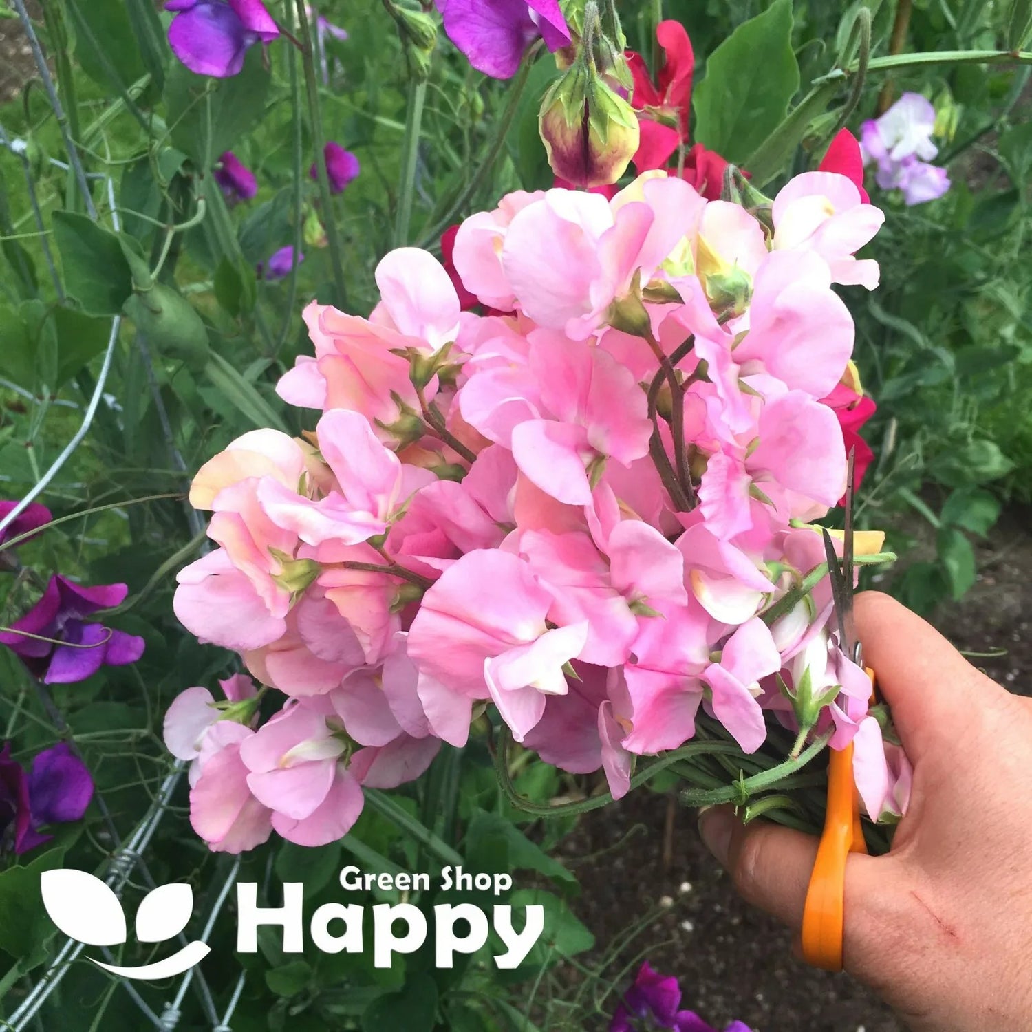 Sweet Pea Neille Viner - 15 seeds (Lathyrus Odoratus)