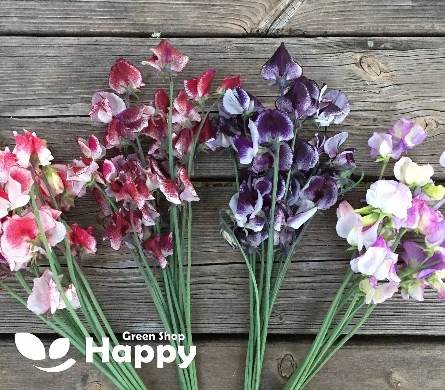 Sweet Pea 'Ripple' Mixed - 15 seeds (Latyrus odoratus)