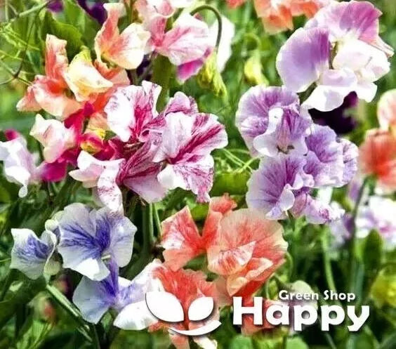 Sweet Pea 'Ripple' Mixed - 15 seeds (Latyrus odoratus)