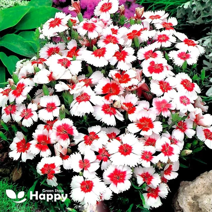 China pink 'Merry-go-round - 150 seeds (Dianthus chinensis)