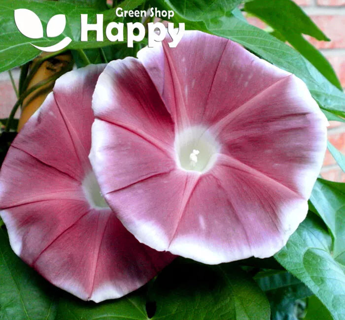 Morning Glory Chocolate - 5 seeds (Ipomoea Nil)