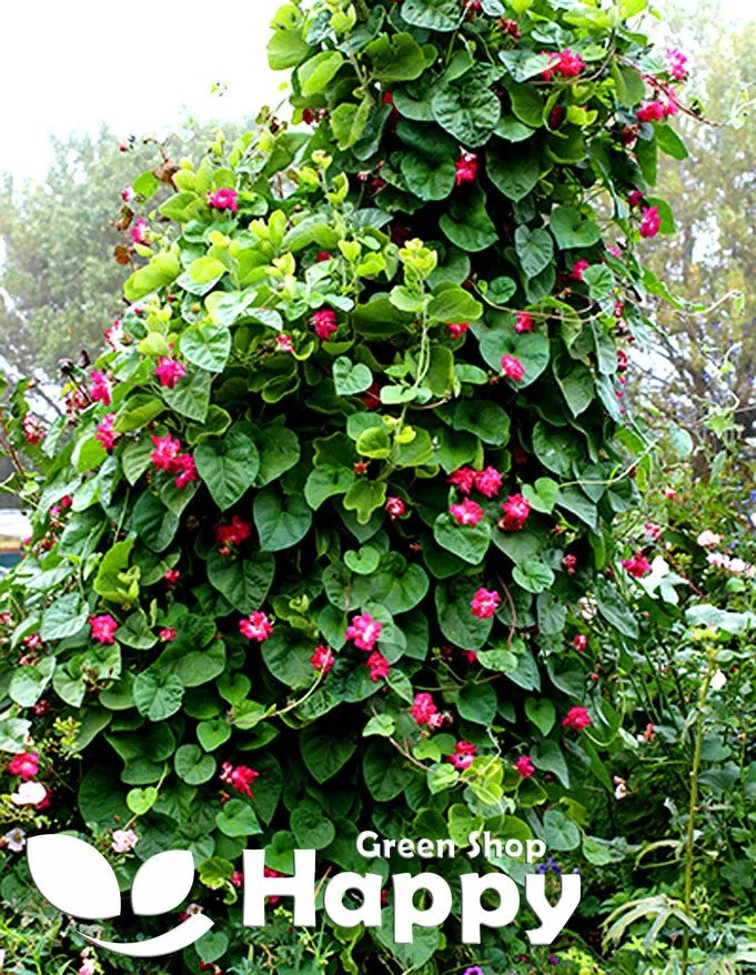 Morning Glory 'Ruffle red' - 15 seeds (Ipomoea imperialis)
