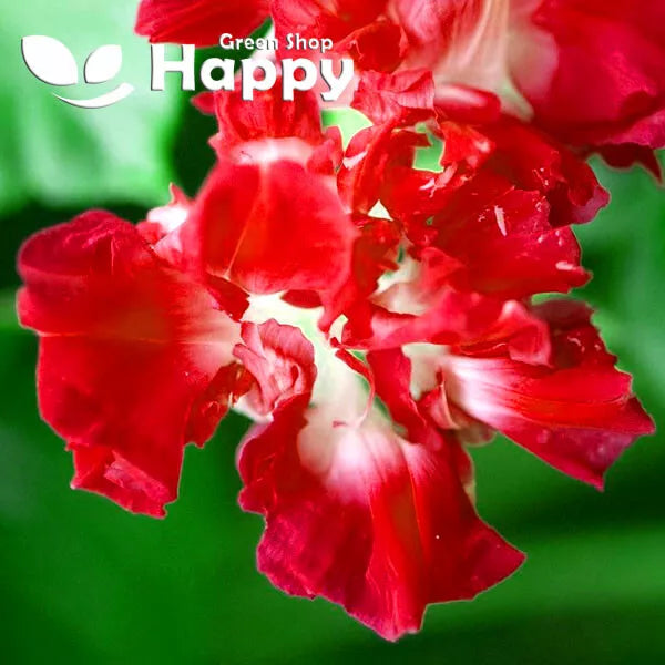 Morning Glory 'Ruffle red' - 15 seeds (Ipomoea imperialis)