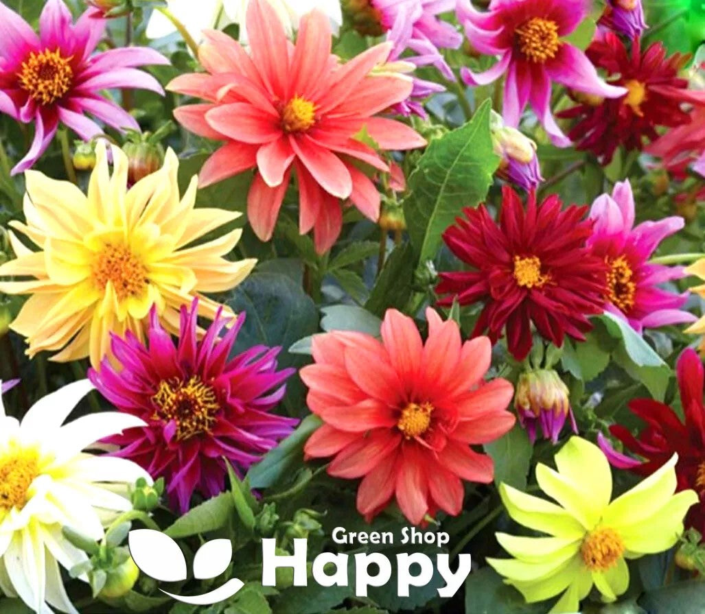 Dahlia dwarf 'Starlight' - 30 seeds (Dahlia variabilis)