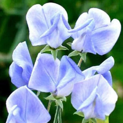Sweet Pea Old spice Light blue - 25 seeds (Lathyrus odoratus)