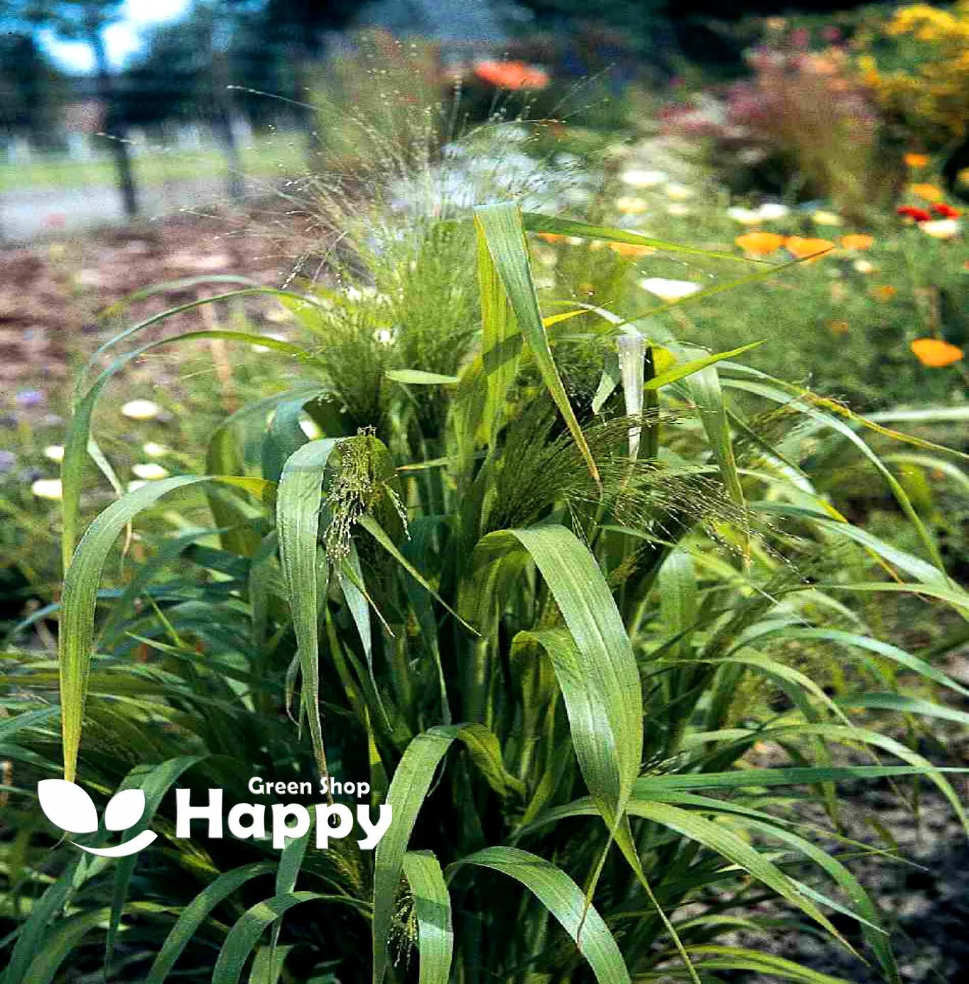 Love Grass Ornamental grass - 1500 seeds (Eragrostis elegans)
