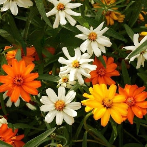Classic Zinnia - 400 seeds (Zinnia linearis angustifolia)